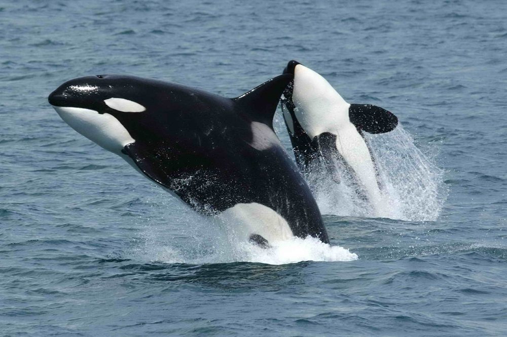 Two orcas breaching the ocean surface